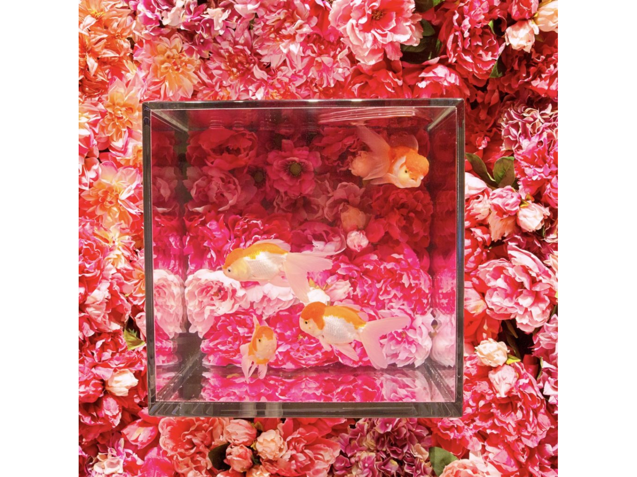 金魚が花畑で優雅に泳いでいるかような花の部屋