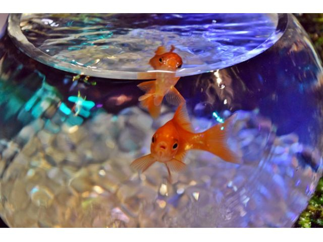 38種類、約2000匹の金魚達がお待ちしております。