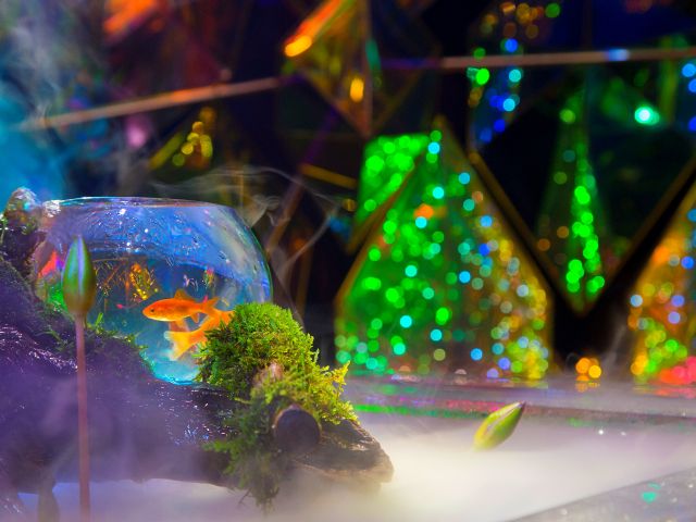 金魚 × テラリウム