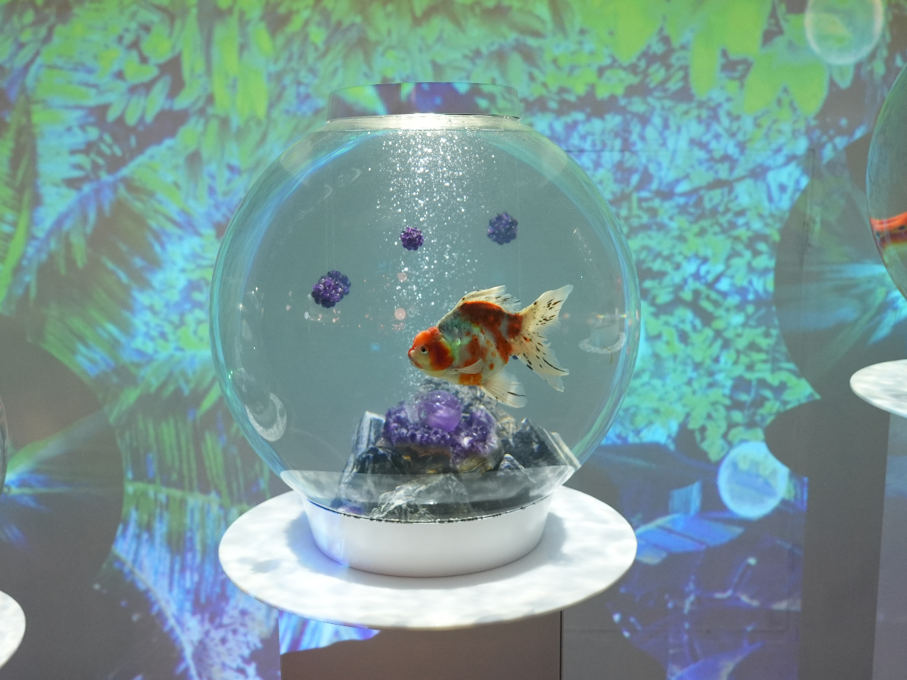 �y�V�G���A�z���d�ʖ�1�g���̃p���[�X�g�[�����g�p���������́uAQUA OASIS�v