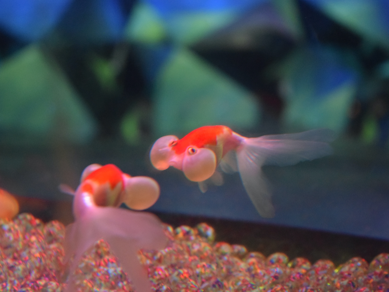 じゃらんスペシャルウィーク】日本最大級金魚エンターテインメント