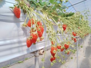 高設栽培でいちご狩り出来ます♪