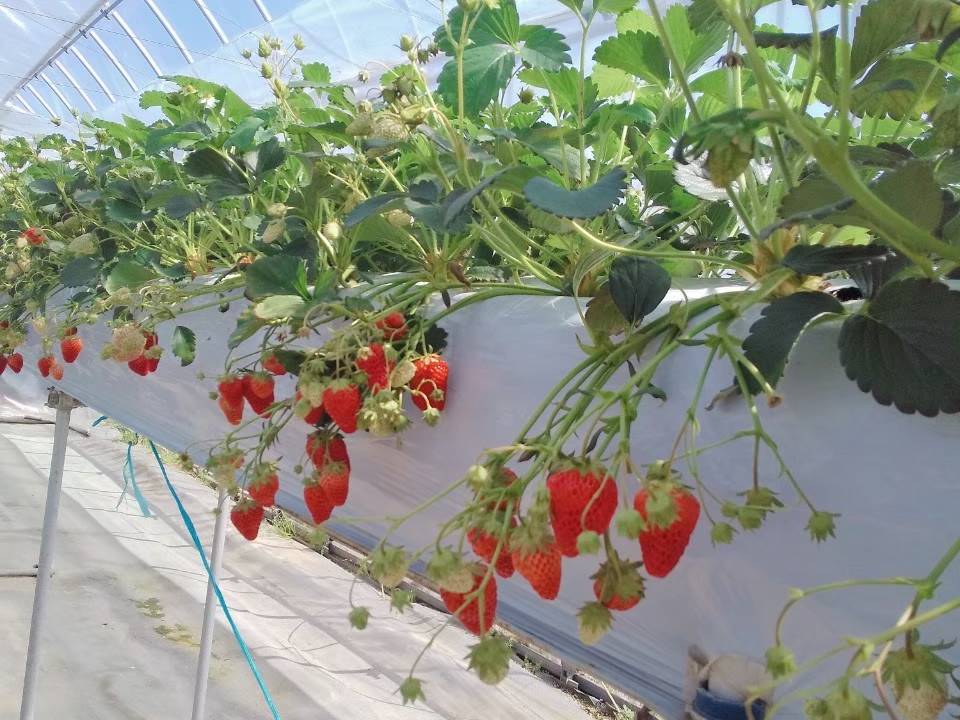 �g�ق��؂Ə͕P2��ނ̂��������y���߂܂���