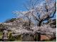 妙本寺のソメイヨシノ桜