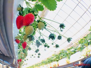 コロナ対策あり 章姫専門の老舗いちご農園がじゃらん初登場 いちご狩り30分食べ放題 街なかにある駅近いちご園であまーい章姫を堪能 grandberry じゃらん遊び体験 コロナ対策あり 章姫専門の老舗いちご農園がじゃらん初登場 いちご狩り30分食べ放題 街なかにある駅近いちご園であまーい章姫を堪能 grandberry じゃらん遊び体験