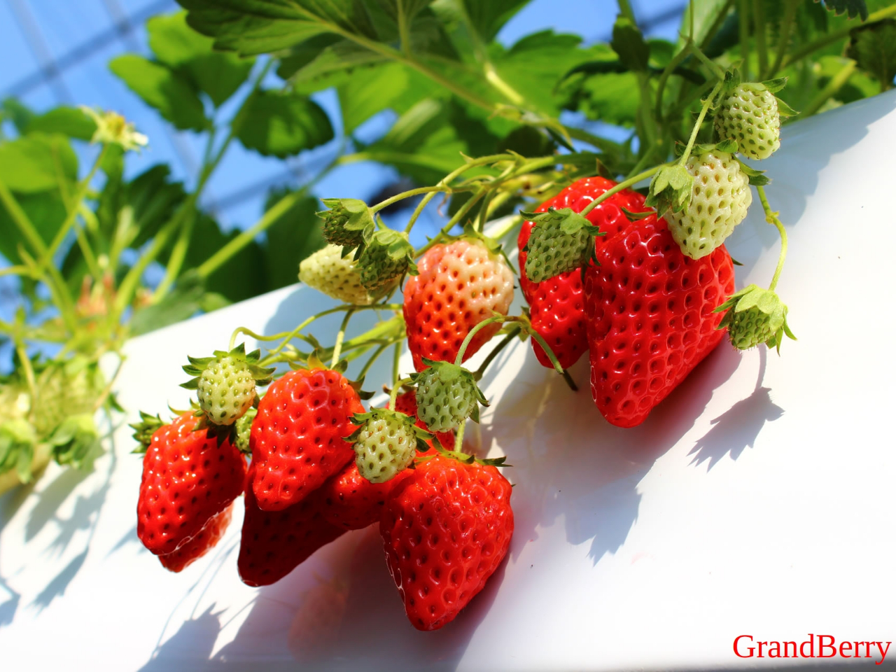 八尾市の観光スポットランキングtop10 じゃらんnet