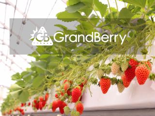 甘くておいしいいちご狩りをお楽しみください♪