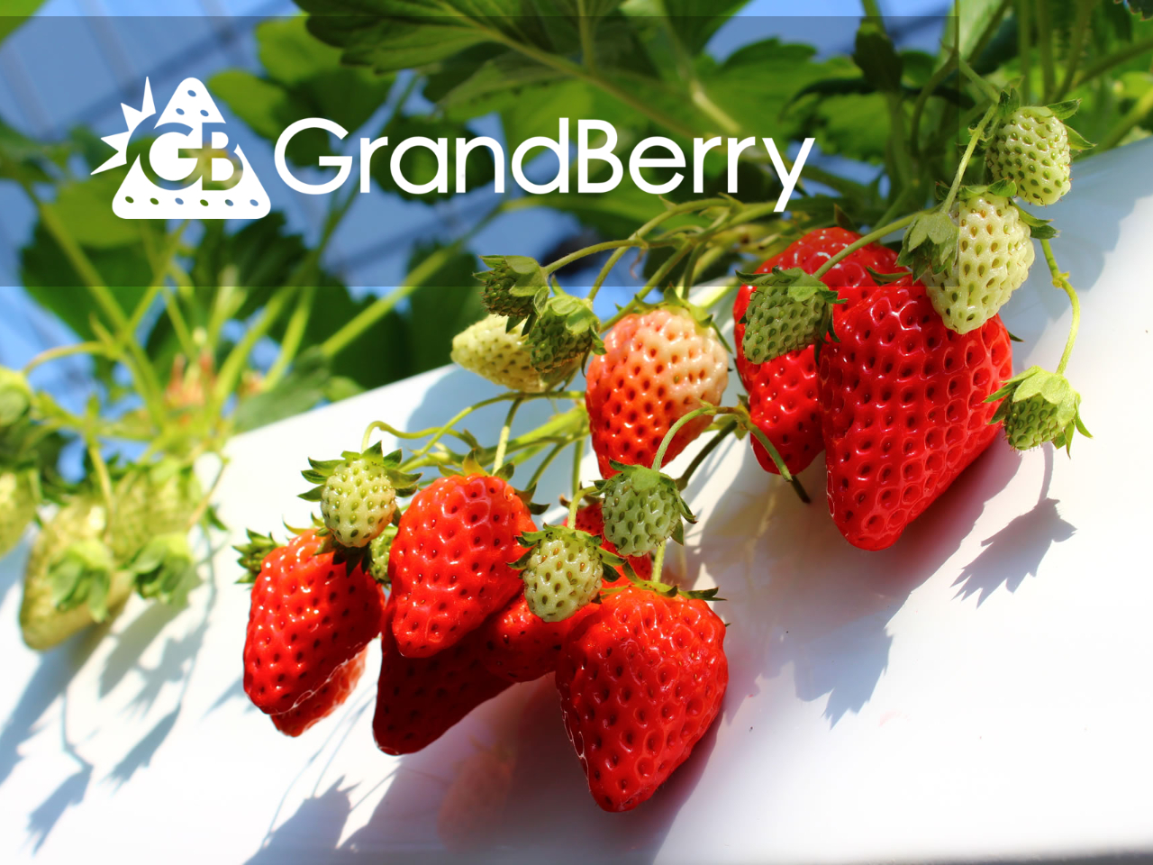 �g�ق��؂��͔|���Ă��܂���