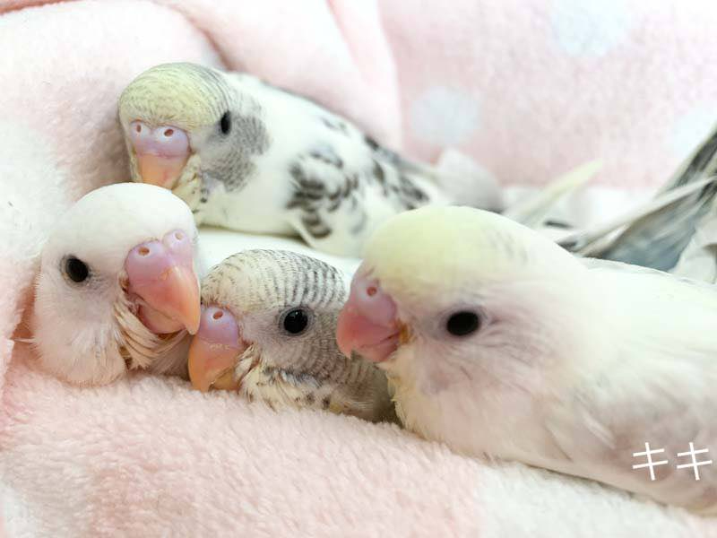 当店、B+バードプラスで産まれたセキセイインコちゃんの兄弟です。