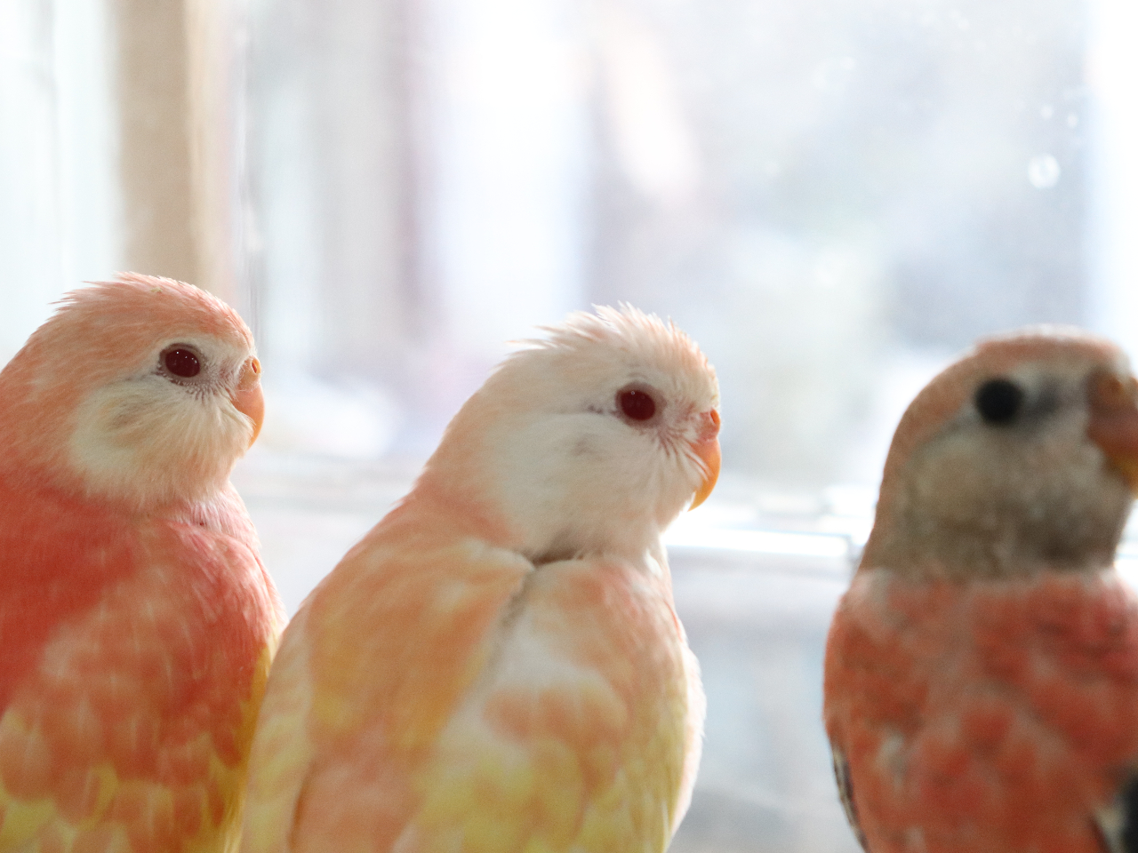 ピンク系の鳥さんは少ないですよね〜この子達はアキクサインコです^^当店では沢山のアキクサインコを見ていただけます。