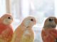 ピンク系の鳥さんは少ないですよね〜この子達はアキクサインコです^^当店では沢山のアキクサインコを見ていただけます。