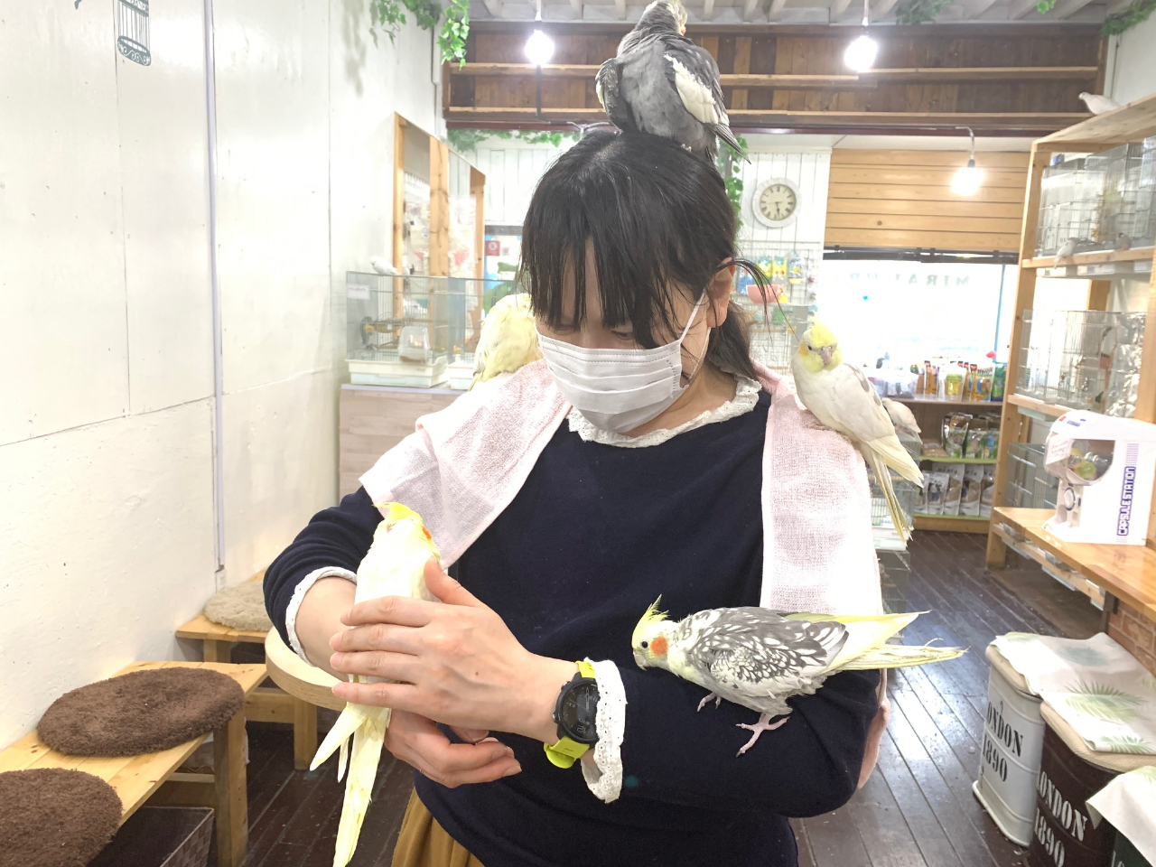 店内はコロナ対策の為、お写真より随分と変わった所もありますがオカメちゃん達は変わらず人好きです^^初めての方は先ずはゆっくりお友達からね^^