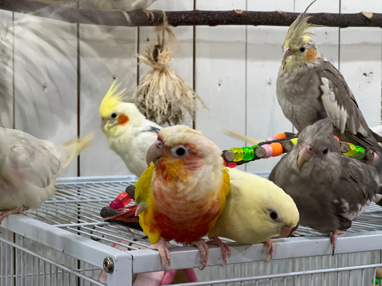 オカメーズと真ん中左はウロコインコのクックちゃん、右のクリーム色はサザナミインコのバナナです^ ^