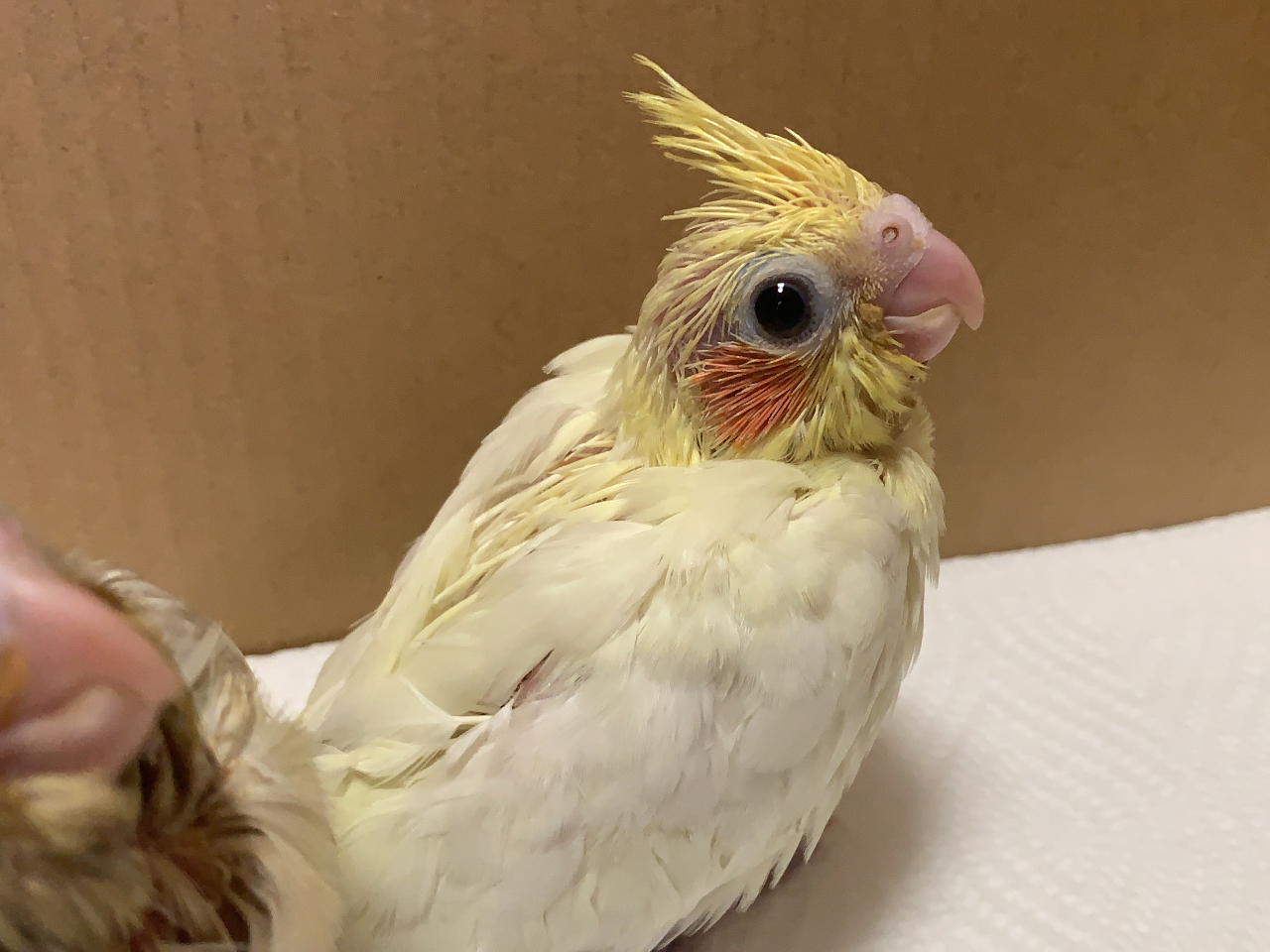 小さなお店ですがた〜くさんの鳥さん達がおります。お写真は当店産まれのオカメちゃんです(*^o^*)