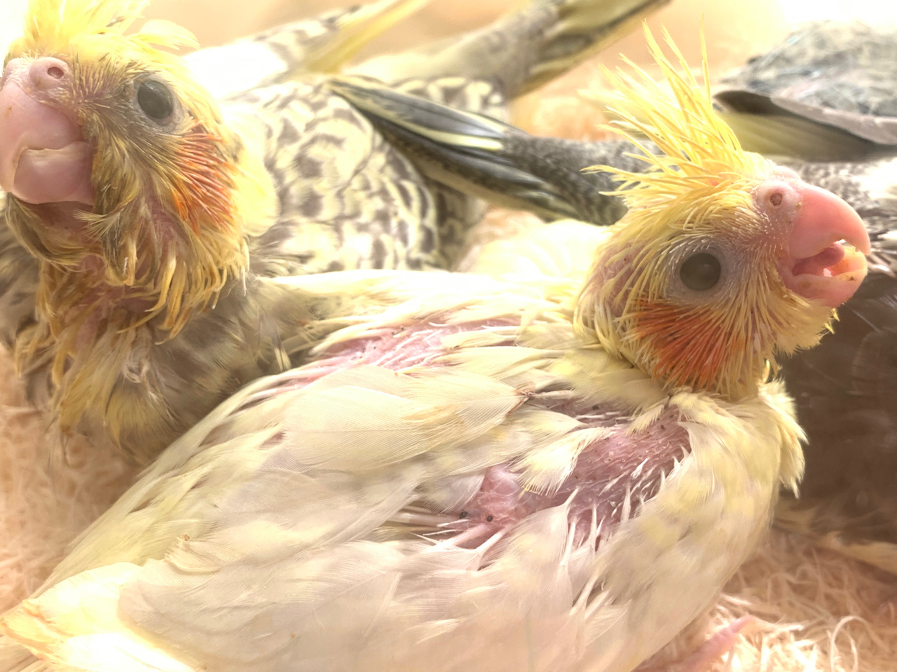 当店産まれのオカメちゃんです^^時期によって雛ちゃんやよく人馴れしたひとりまんまの鳥さんの販売もしておりますので、ふれあいをして相性の合う鳥さんいかがでしょうか