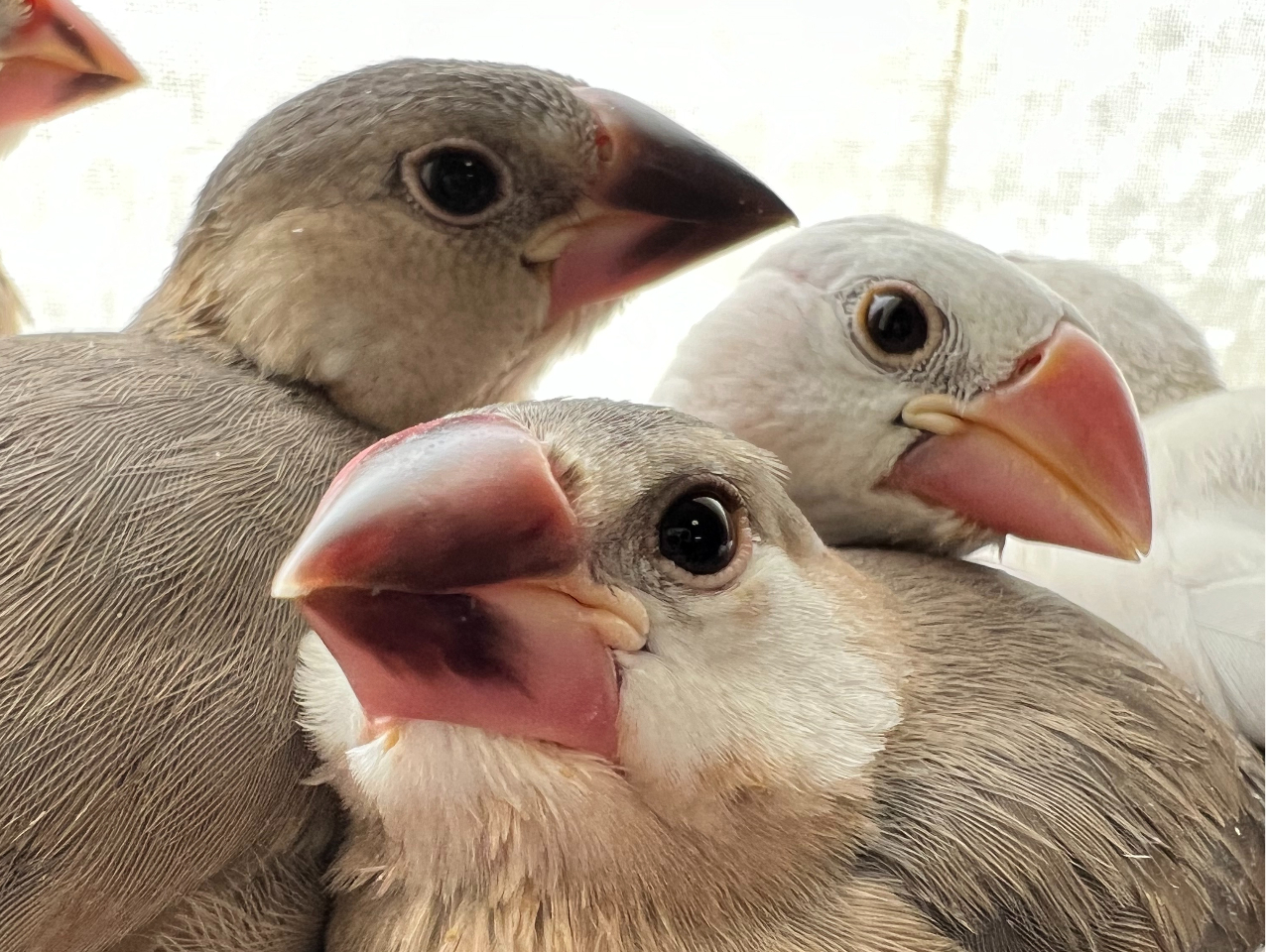 当店産まれの文鳥−ズが約30羽!!ウエルカムのご挨拶はすっ飛んで行きます>▽<キャルルルルもあちらこちらで^^;お迎えも募集しておりまーす。