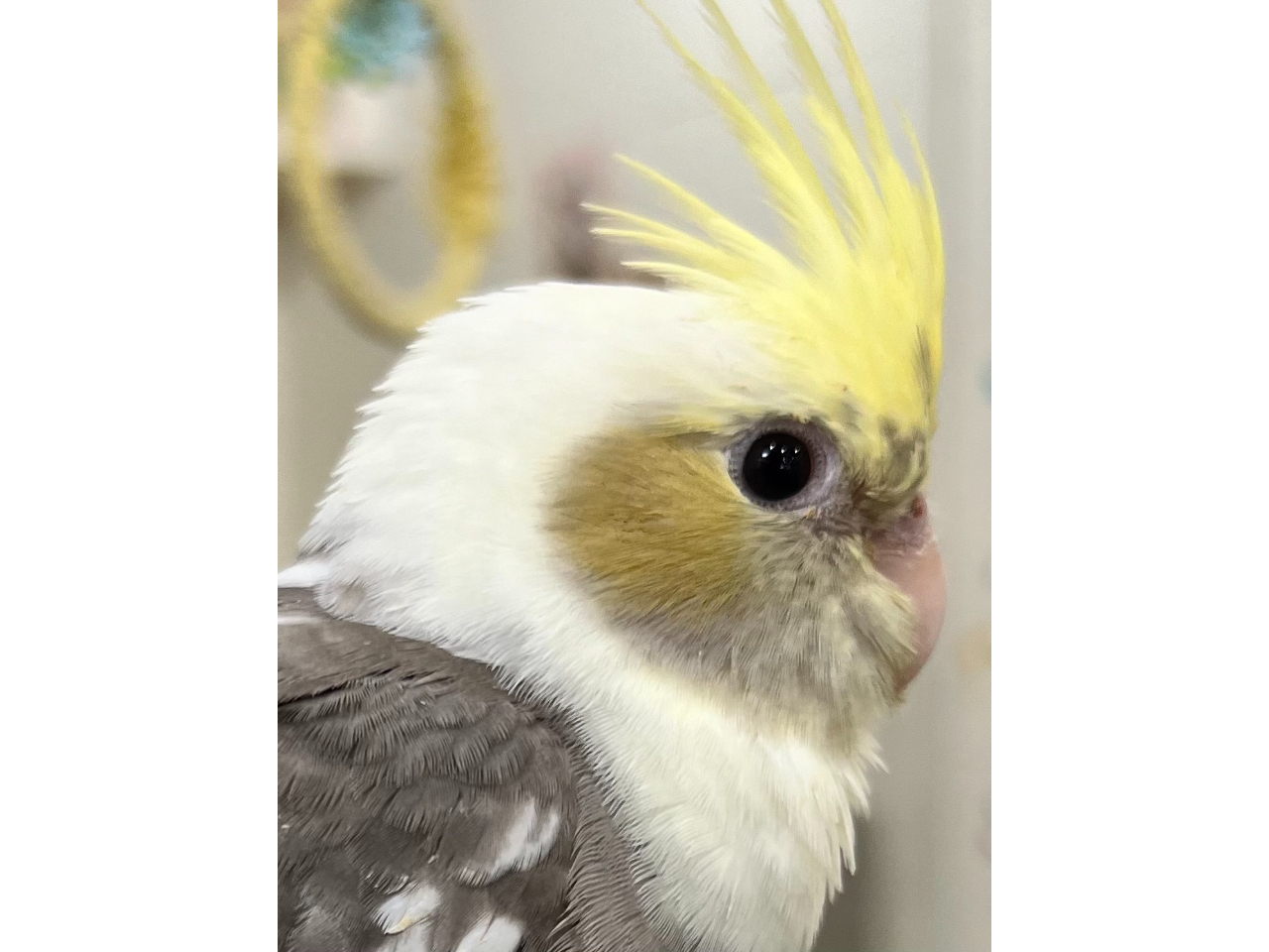 当店産まれのオカメちゃん^^季節によっては雛雛がいっぱい産まれております^^お迎えを考えられてる方は、まずふれあってみてからお決めになる事がおススメです^^