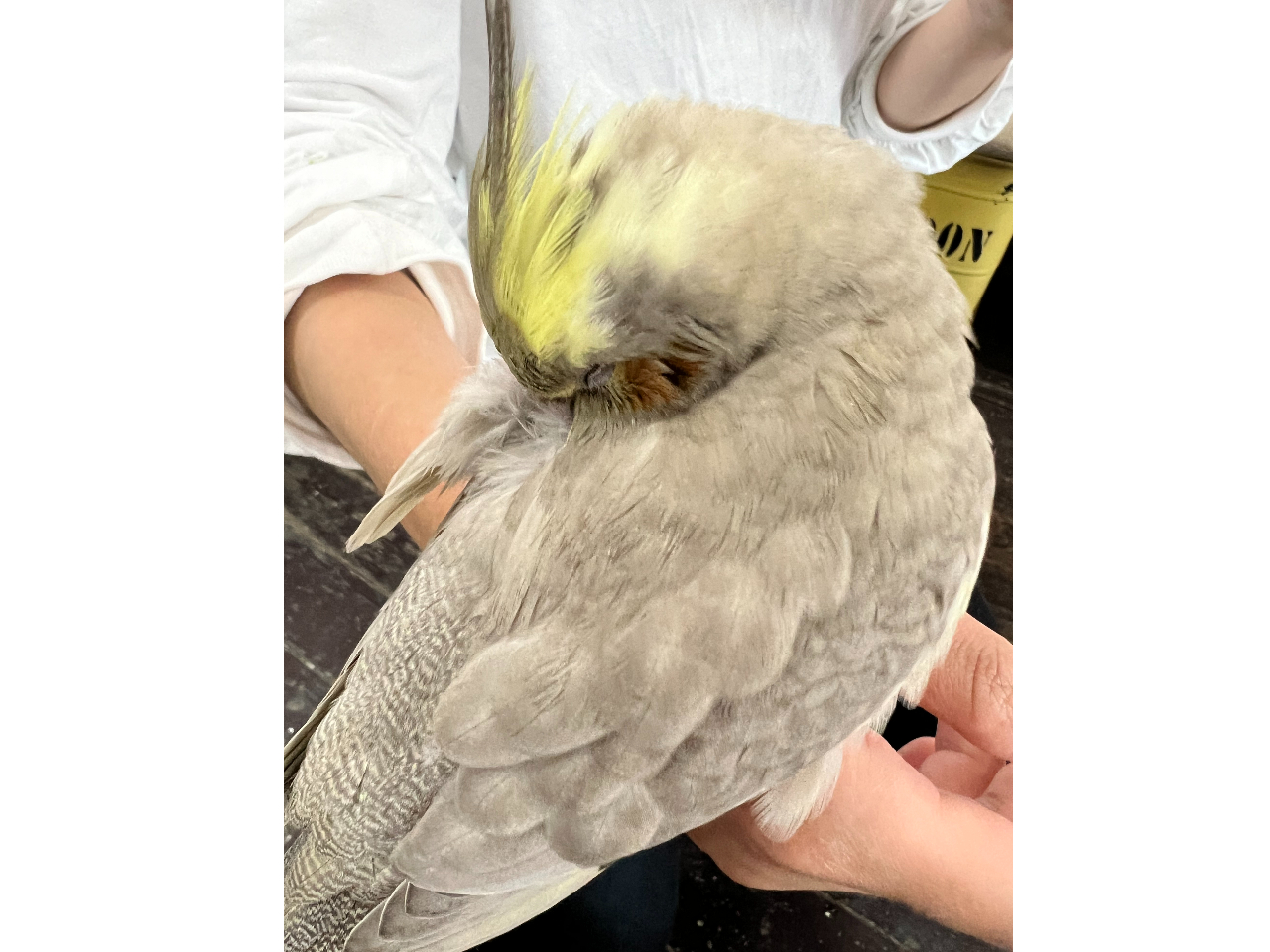 qlɉĂăXX`OOCǂłˁOO