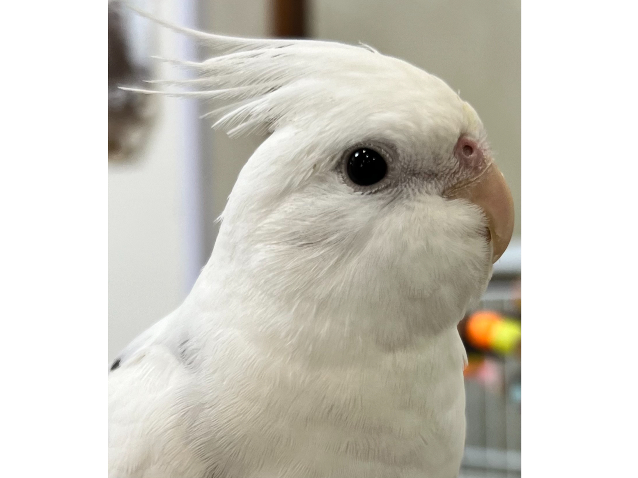 当店産まれのオカメちゃんです^^なんともキュートで可愛いです。