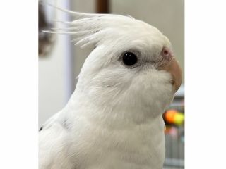 当店産まれのオカメちゃんです^^なんともキュートで可愛いです。