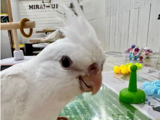 お名前はゆきのちゃんで〜す^^よろしくお願いいたします^^