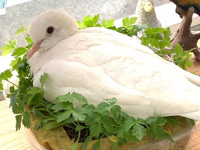 手品でお馴染みのギンバトさんになります。ちょっとしれ〜っとしてますが、ふれあいSTAFFのポポちゃんです^^