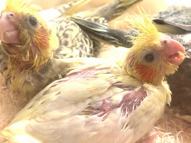 当店産まれのオカメちゃんです^^時期によって雛ちゃんやよく人馴れしたひとりまんまの鳥さんの販売もしておりますので、ふれあいをして相性の合う鳥さんいかがでしょうか