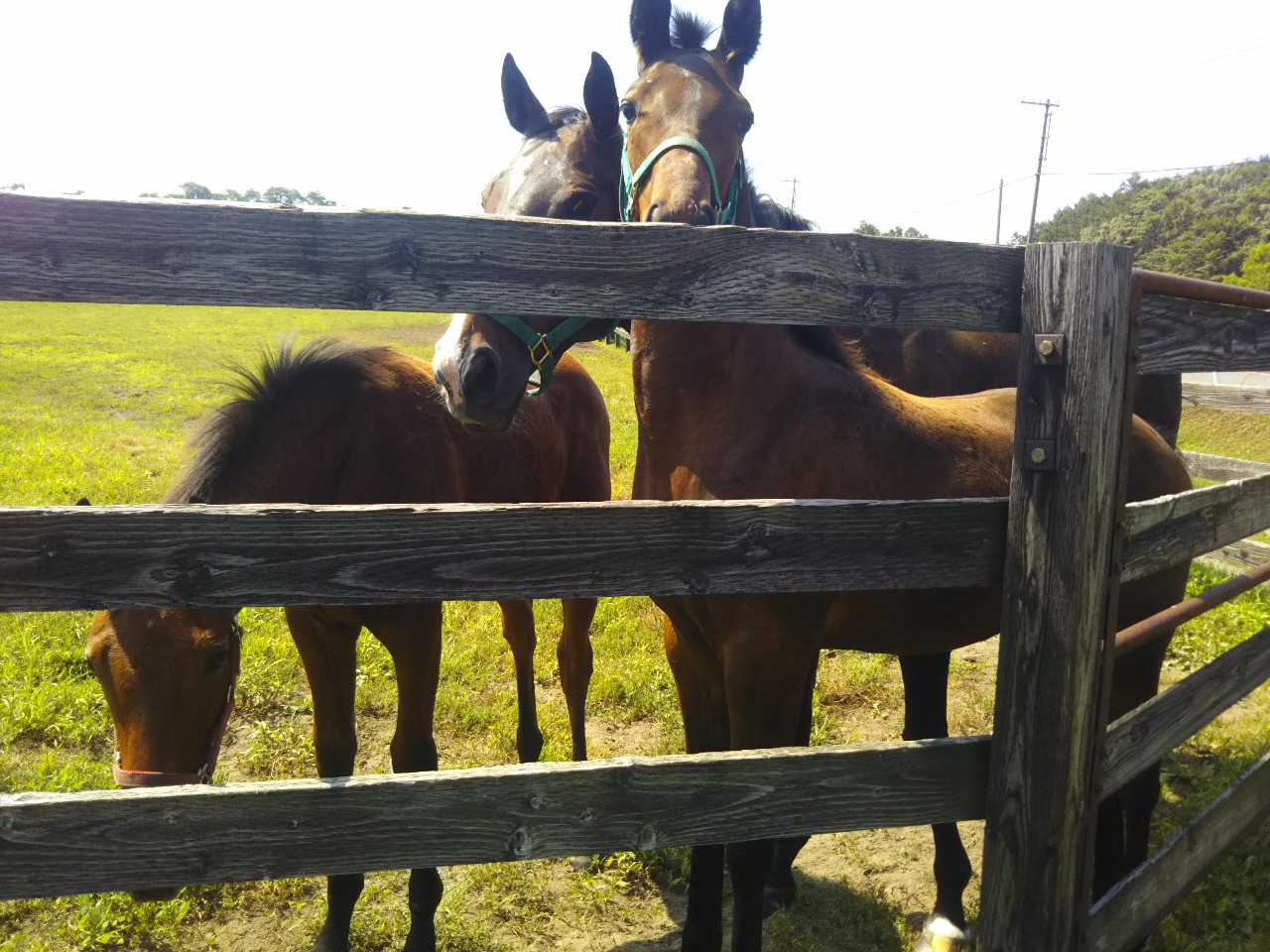 名馬が多く産出される町