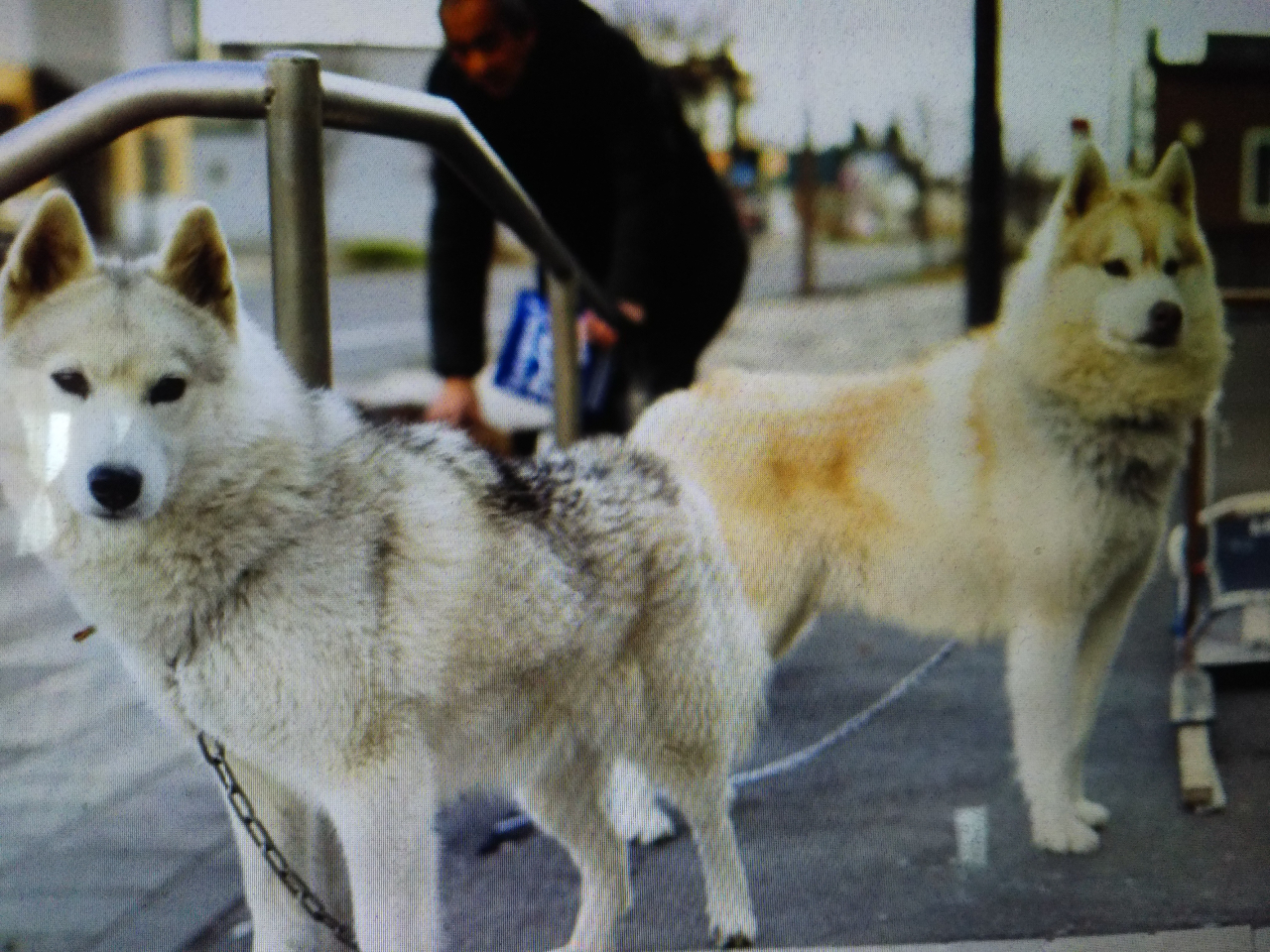 【春・秋のソリ犬訓練体験】冬に向けてワンちゃんと一緒に安平町を快走しましょう♪