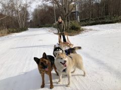 ソリの季節に向けてのトレーニング体験