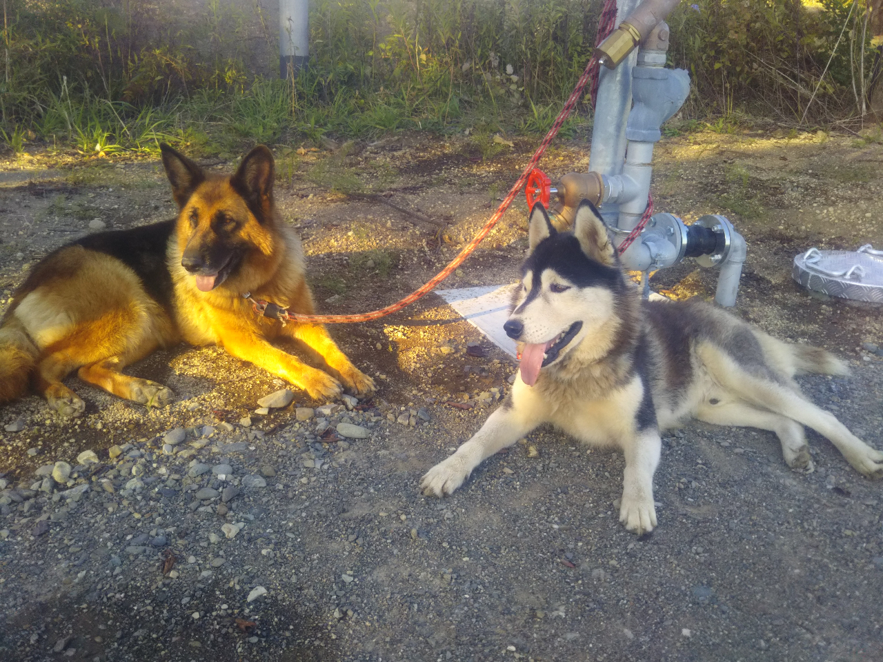 シェパードとハスキーと同時に会えるのは大型犬ファンには貴重な体験となります。