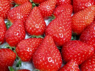 岡山のいちご農家がいちごの出来栄えを競ういちご共進会で、最優秀賞である県知事賞を受賞!完熟いちごの摘みたて食べ放題をご堪能ください♪