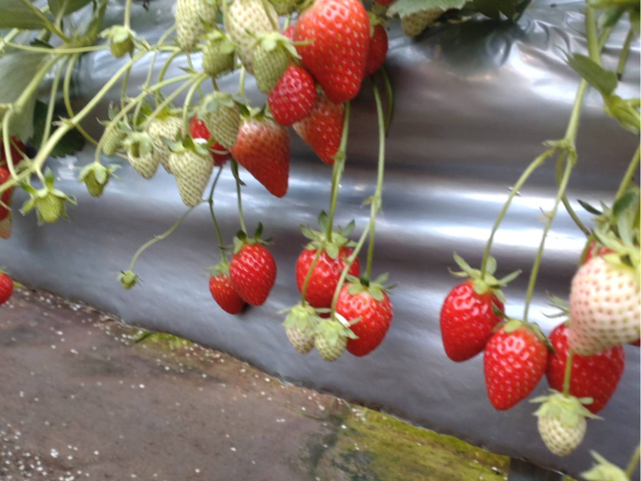 ԂFÂTēEݎĂˁߑO̗ߌɂ͗ǂȂȂĂ邱Ƃ̂łӂB