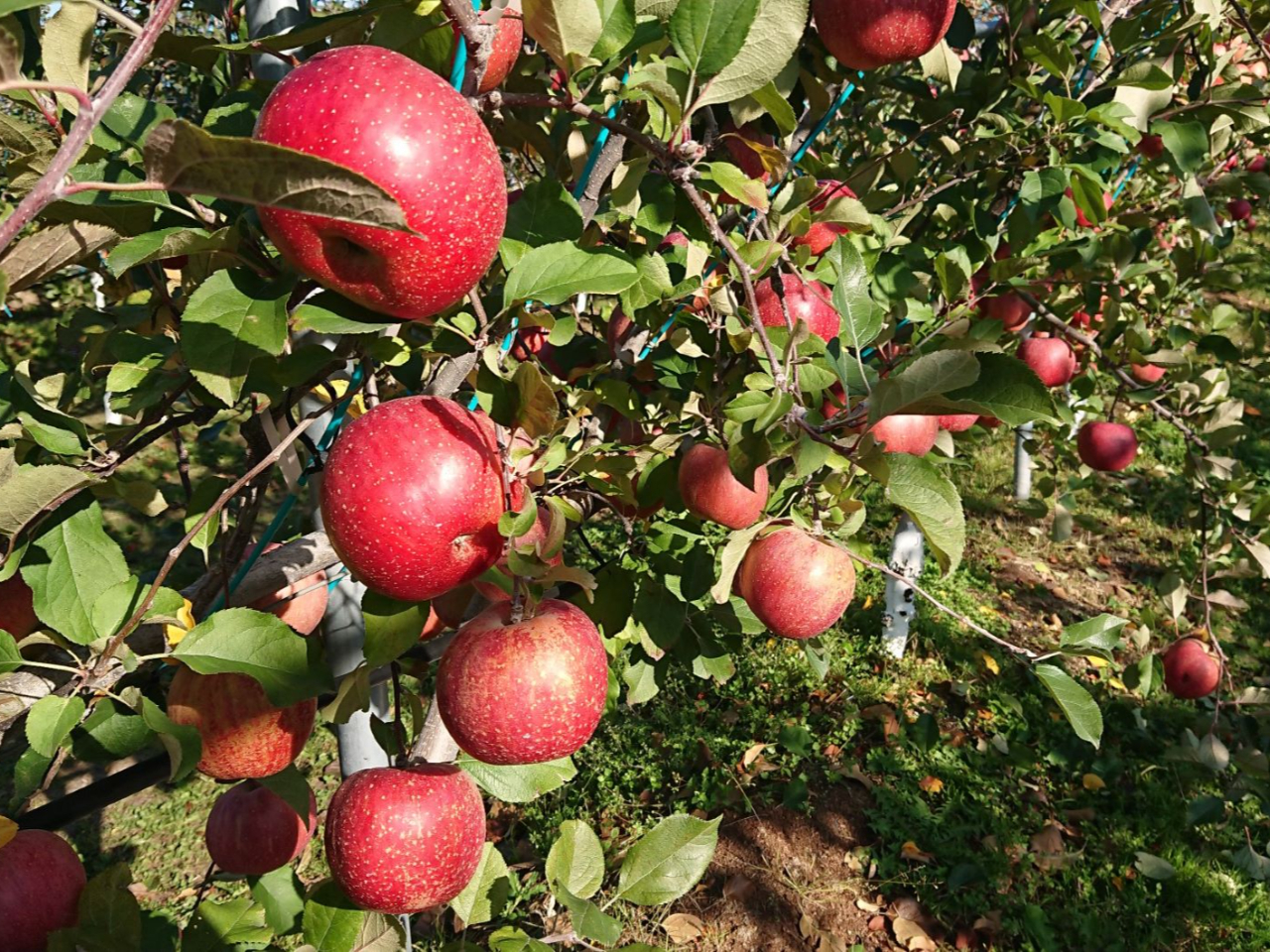 りんご圃場全体イメージ