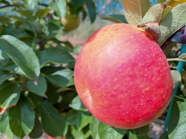 市場流通していない珍しい品種も栽培しております。品種:華宝