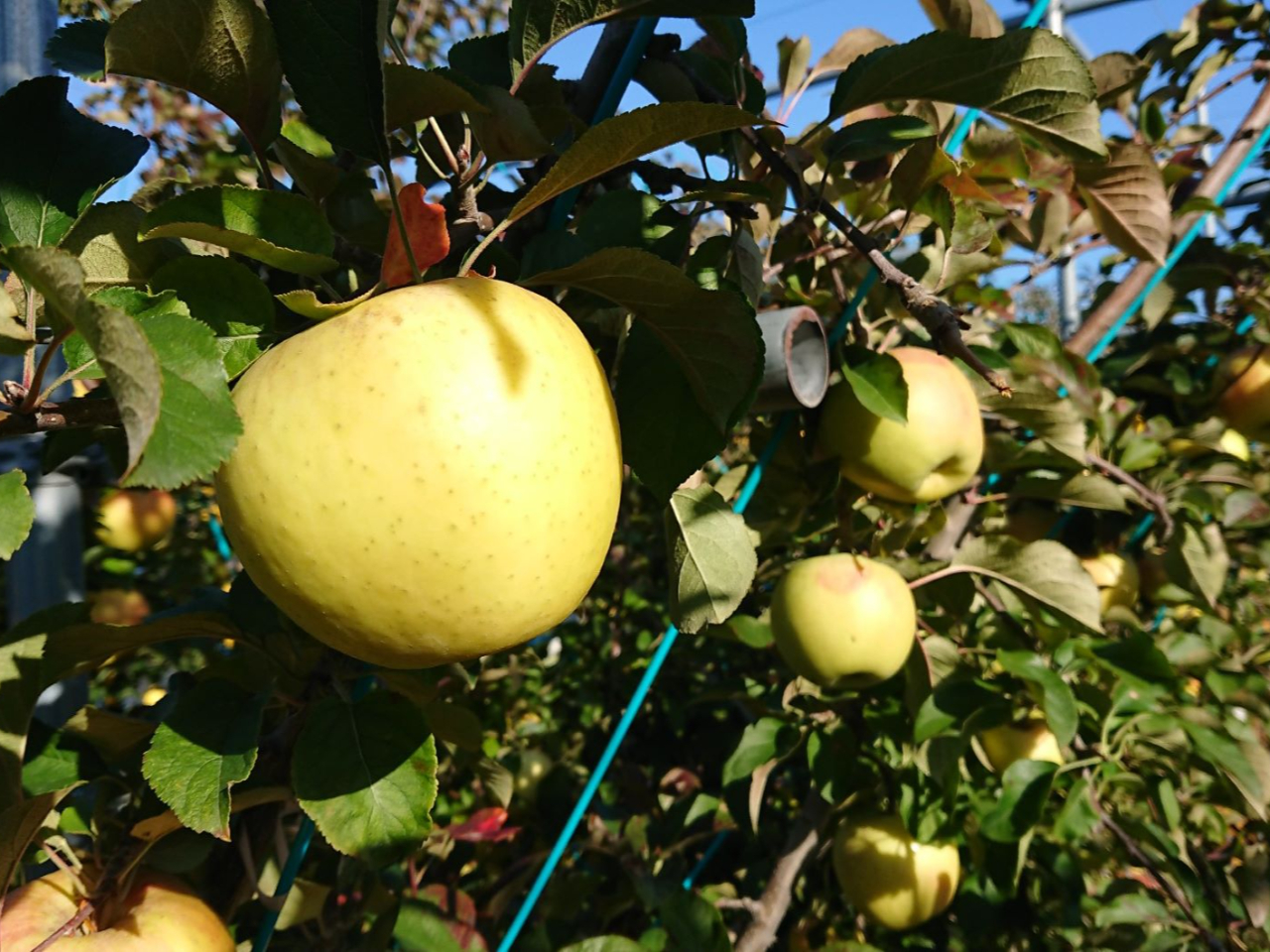 品種:ぐんま名月