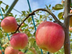 品種:サワールージュ