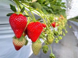 宮城県オリジナル品種「にこにこベリー」と「もういっこ」30分食べ放題♪