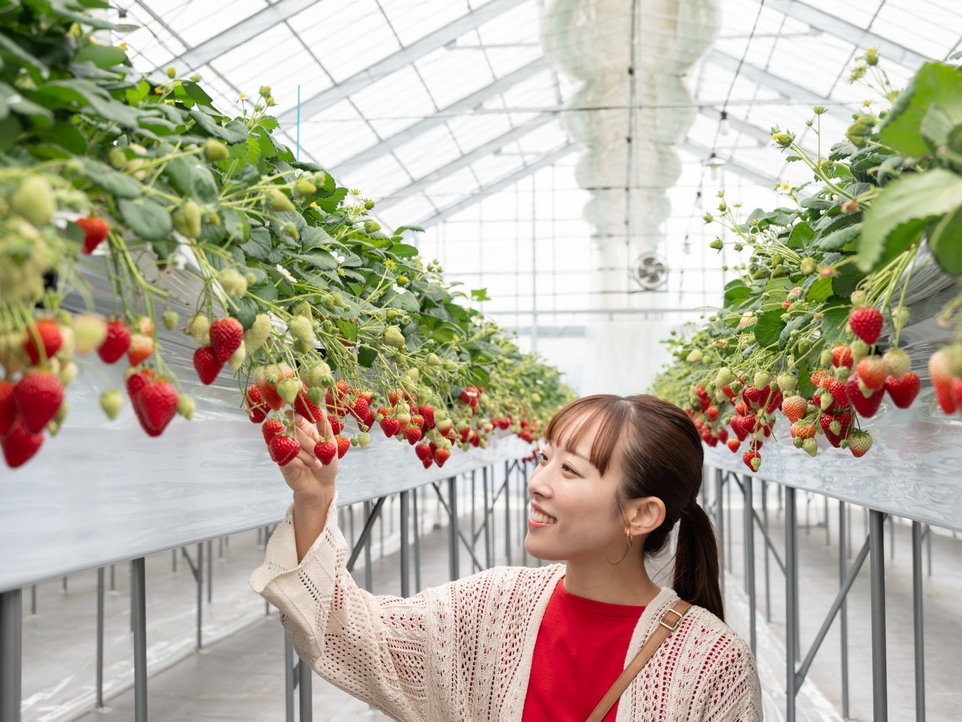 真っ赤なイチゴが皆さまをお迎えします
