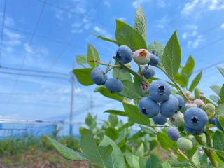 太陽の陽射しをたっぷり浴びた美味しいブルーベリーが30分食べ放題