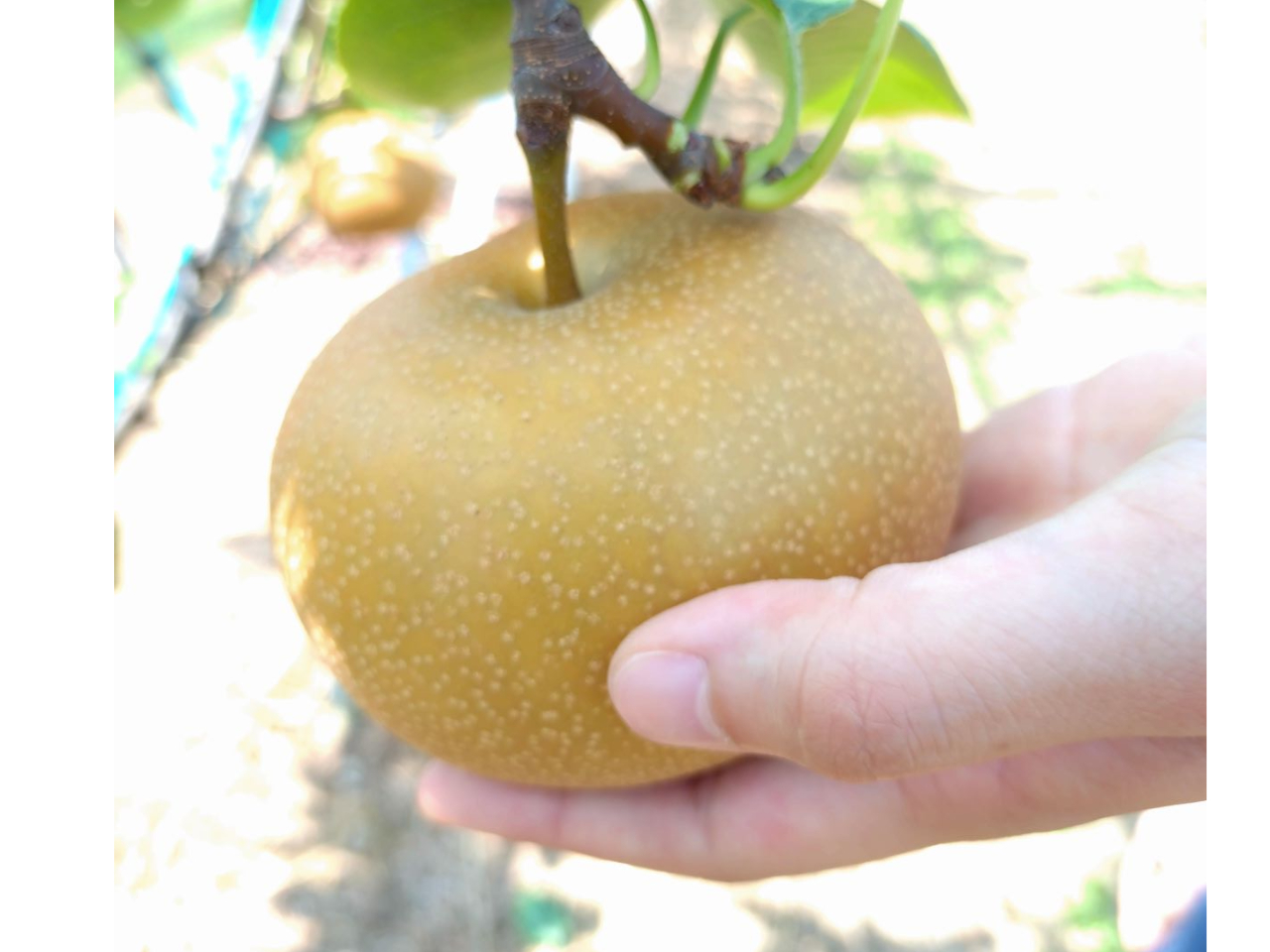 �����ɂ���Ď��n�ł���i��E���ɕϓ����������܂��B�\�߂��������������B