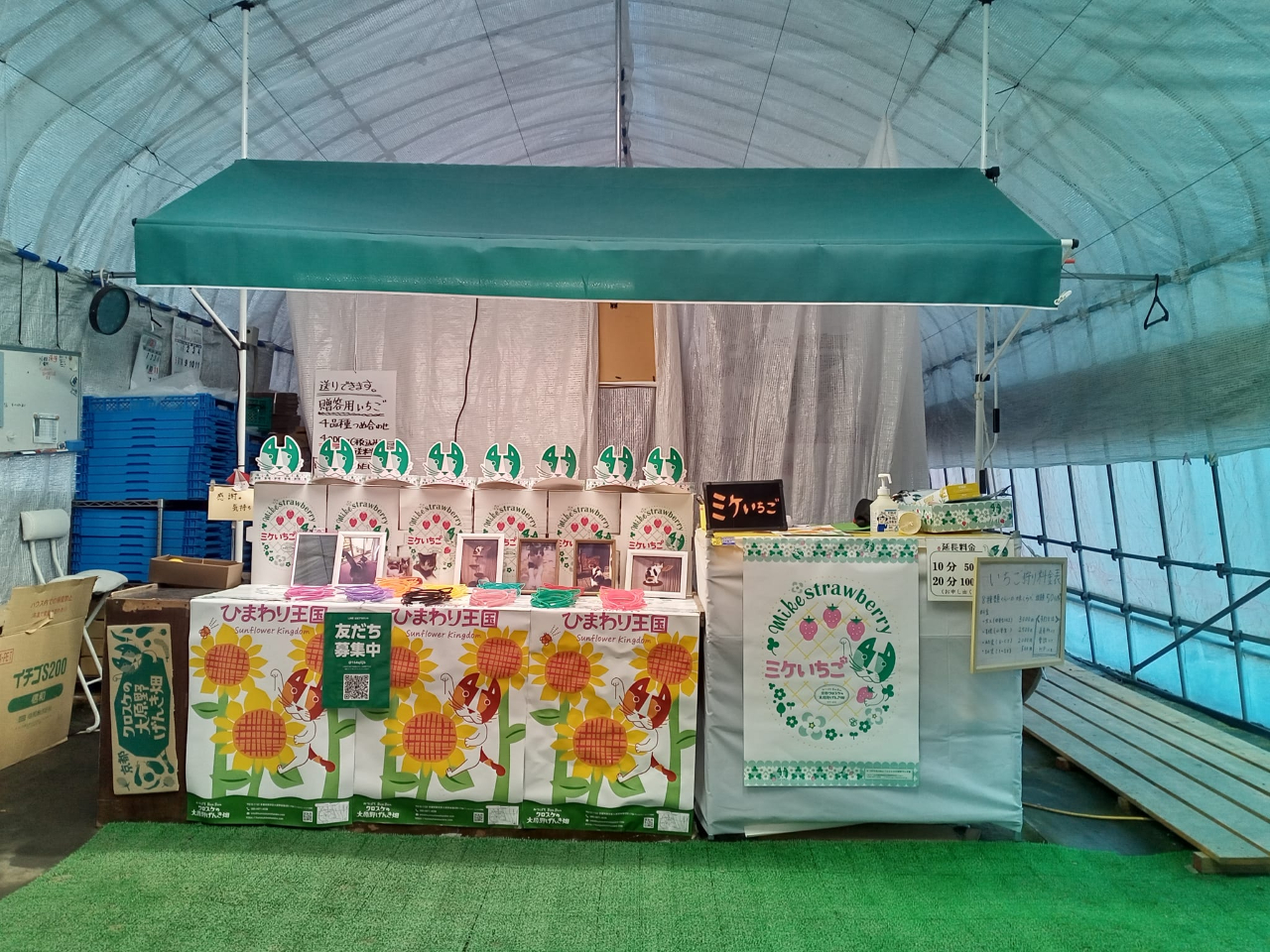 京都市内でいちご狩り（60分間）】関西最大級の品種数！10種類