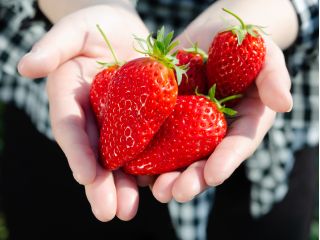 江間いちご狩りセンター