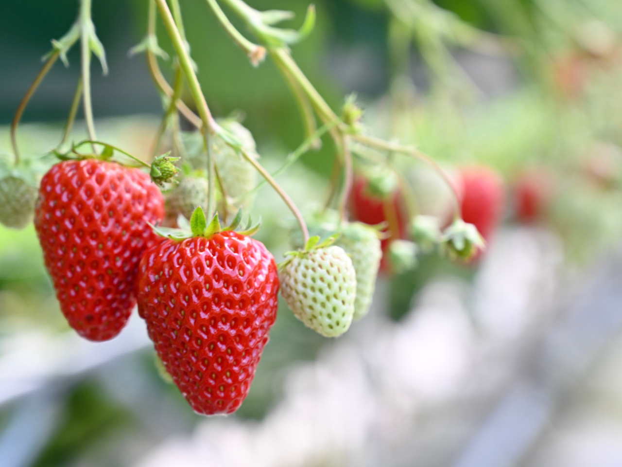 【岐阜・中津川/いちご狩り】☆貸切プラン☆こだわりの『完熟紅ほっぺ』30分食べ放...