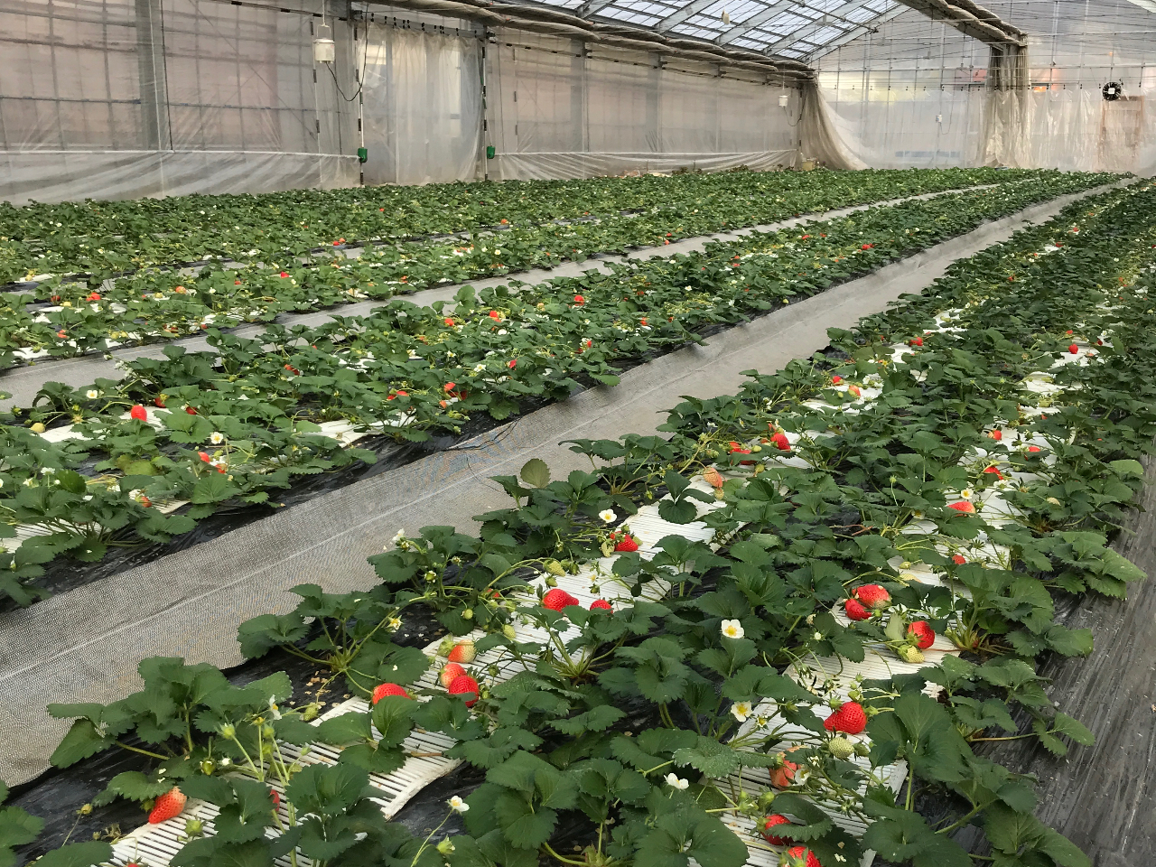 【開園～４月5日】～30分いちご狩り！（9時～12時の間いつ来ていただいてもOK...