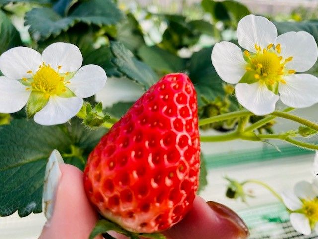 じゃらん初夏セール 電車でいけるいちご狩り 4品種40分間食べ放題 練乳持ち込みok コロナ対策実施中 幡山農園 じゃらん遊び体験 じゃらん初夏セール 電車でいけるいちご狩り 4品種40分間食べ放題 練乳持ち込みok コロナ対策実施中 幡山農園 じゃらん遊び体験