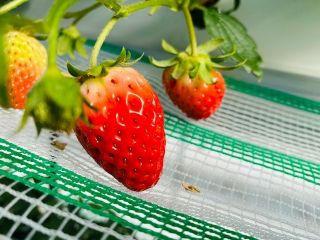 じゃらん初夏セール 電車でいけるいちご狩り 4品種40分間食べ放題 練乳持ち込みok コロナ対策実施中 幡山農園 じゃらん遊び体験 じゃらん初夏セール 電車でいけるいちご狩り 4品種40分間食べ放題 練乳持ち込みok コロナ対策実施中 幡山農園 じゃらん遊び体験