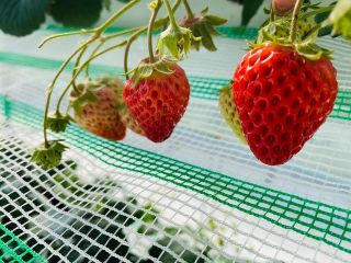 じゃらん初夏セール 電車でいけるいちご狩り 4品種40分間食べ放題 練乳持ち込みok コロナ対策実施中 幡山農園 じゃらん遊び体験 じゃらん初夏セール 電車でいけるいちご狩り 4品種40分間食べ放題 練乳持ち込みok コロナ対策実施中 幡山農園 じゃらん遊び体験