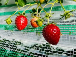 じゃらん初夏セール 電車でいけるいちご狩り 4品種40分間食べ放題 練乳持ち込みok コロナ対策実施中 幡山農園 じゃらん遊び体験 じゃらん初夏セール 電車でいけるいちご狩り 4品種40分間食べ放題 練乳持ち込みok コロナ対策実施中 幡山農園 じゃらん遊び体験