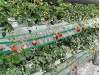 じゃらん初夏セール 電車でいけるいちご狩り 4品種40分間食べ放題 練乳持ち込みok コロナ対策実施中 幡山農園 じゃらん遊び体験 じゃらん初夏セール 電車でいけるいちご狩り 4品種40分間食べ放題 練乳持ち込みok コロナ対策実施中 幡山農園 じゃらん遊び体験